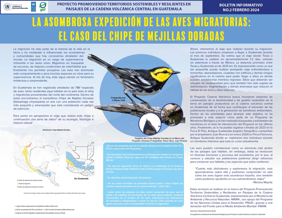 CadenaVolcanica's tweet photo. Los invitamos a conocer acciones del Proyecto Cadena Volcánica con nuestra nota: 

La asombrosa expedición de las aves migratorias: el caso del Chipe de Mejillas Doradas

Pasen a leer: https://t.co/6qP9gifkYE