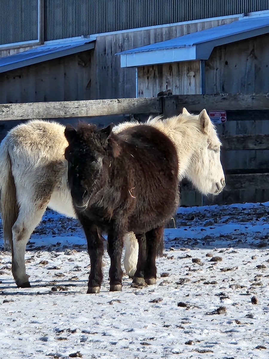 Meet Molly and Miss J! These two beautiful souls have captured hearts here at the DSC. Something magical happened when they met. Together, Molly and Miss J form an inseparable duo, finding a sanctuary within a sanctuary in each other's company. #RescueHeroes #AnimalFriendship