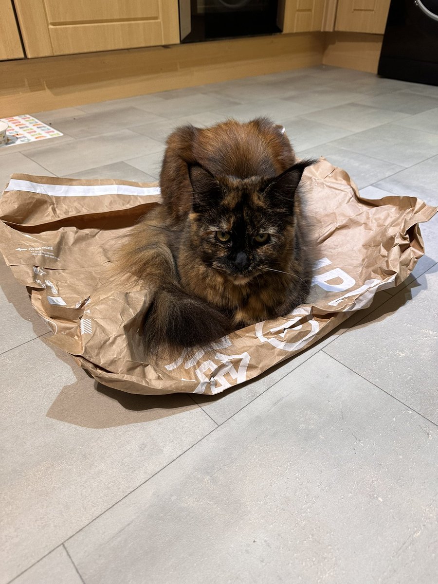 keirving's tweet photo. @Superdry Not sure which was better value .. my gorgeous new coat or the free bag it came in … the cats love it!! #superdry #mainecoon #mainecoonkitten #mainecooncats https://t.co/gyO5mjo4eV