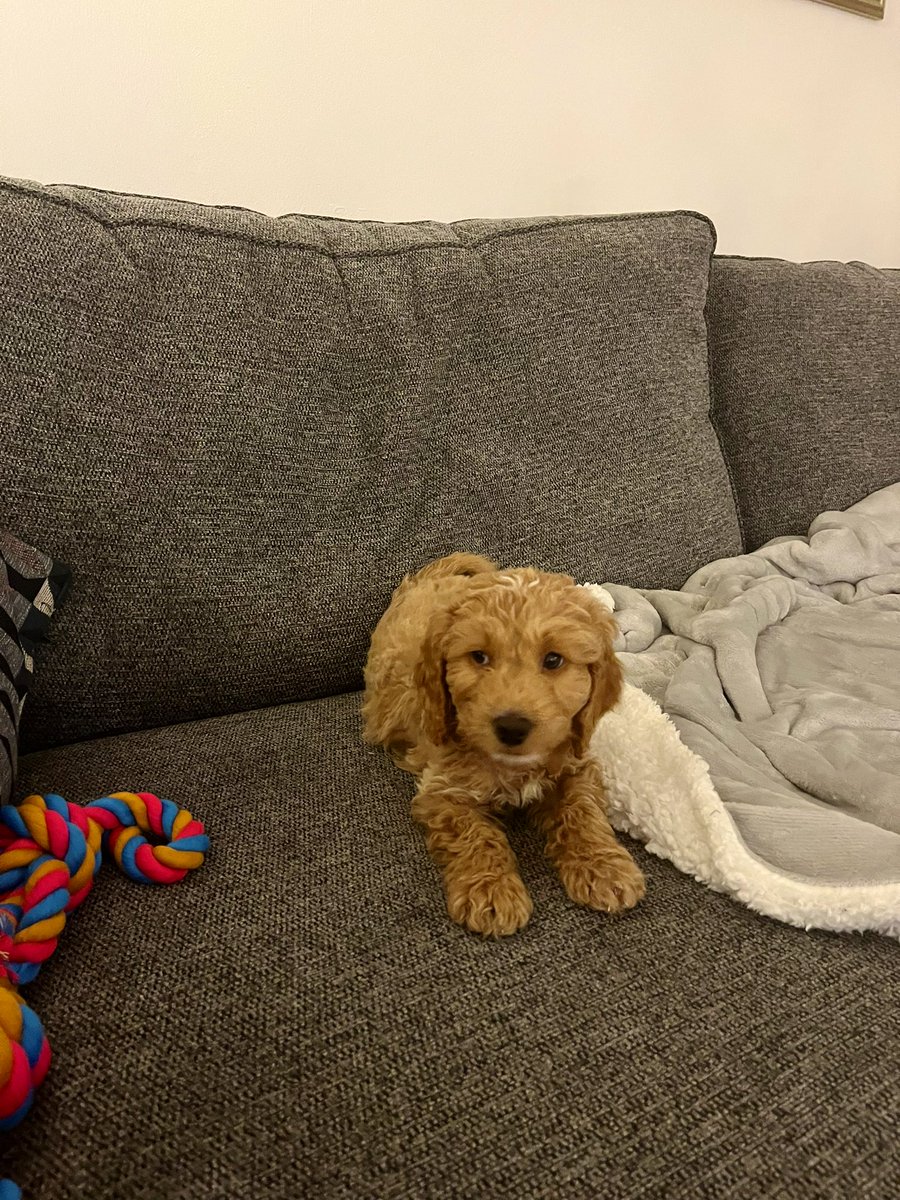 vanessaldoyle's tweet photo. Ruben the lucky charm 🐶💙 #readingfc https://t.co/LOtrD72c6z