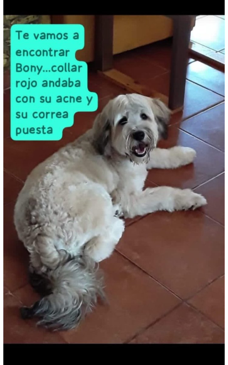 Salvandopatit4s's tweet photo. Se sigue buscando Bony, andaba con su arnés y correa 🙏🏻 https://t.co/vI2RxjqlbT