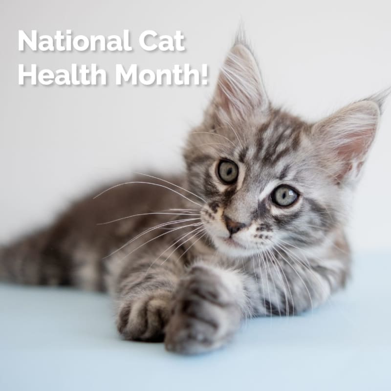 February is National Cat Health Month! This month serves as a friendly reminder to schedule your cat’s wellness visit – helping to keep their health and happiness purrfect as can be! Join us in spreading awareness of #NationalCatHealthMonth by sharing this post! #CatHealthMonth