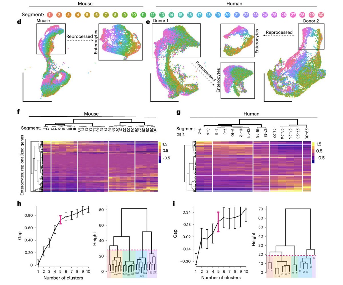 Our work to define the regional organization of the small intestine is online @NatureCellBio today: rdcu.be/dxWxy!! Make way for domains A – E and a new approach to track the molecular patterns of nutrient metabolism. Many thanks to @s_lefkopoulos & our reviewers!