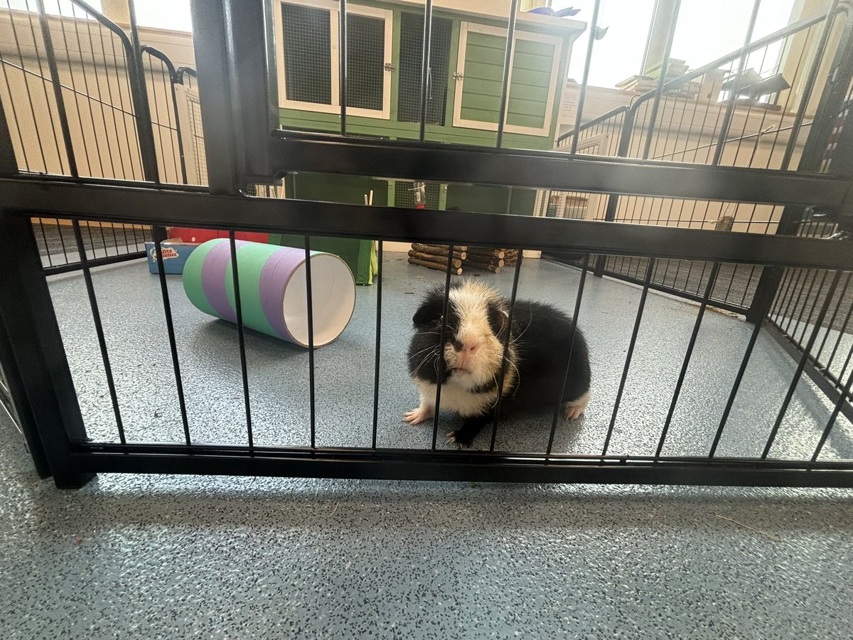 Marlie is getting braver at <a href="/inclusioned/">Inclusion Education</a> Sch. 

It’s been wonderful watching his confidence grow, but it’s been even better watching our learners show empathy,care &amp;compassion.

Animals at our sch promote;
• Calmness
• Regulation
• Lifeskill’s 
• Confidence 
• Social Skills