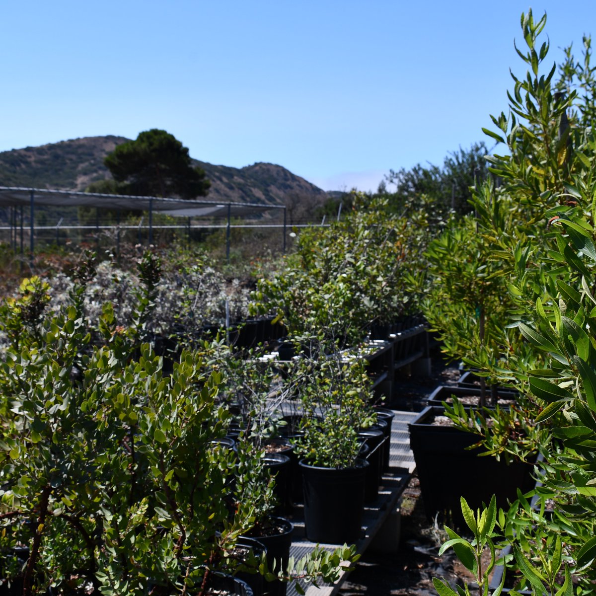 Volunteer with us at the Ackerman Native Plant Nursery on February 8, 15, 22, &amp; 29, 8:30am - 12:30pm. Explore the importance of native plants for a healthier ecosystem. Enjoy music and refreshments. Learn more and sign up here! ➡️ CatalinaConservancy.org/volunteer