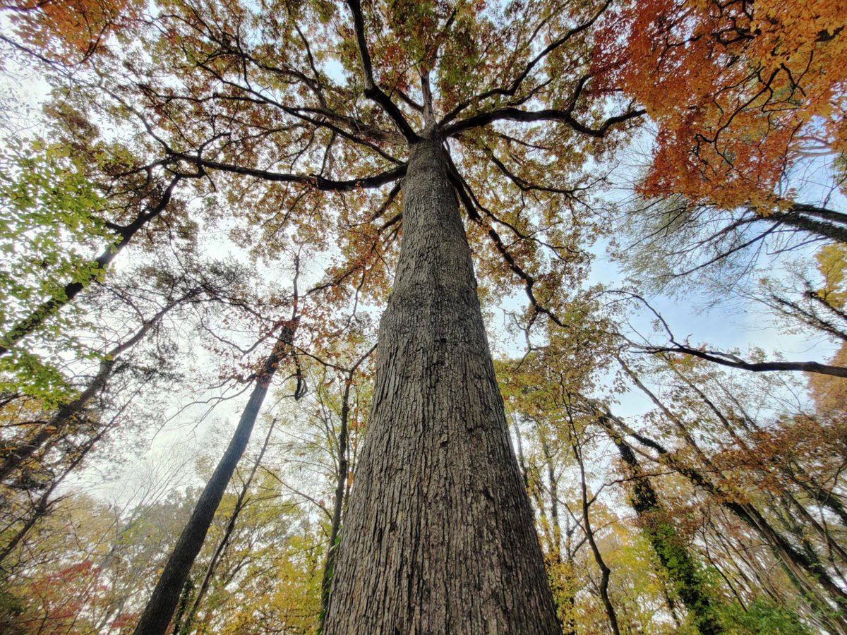 usfs_srs's tweet photo. White oak growth is changing in the Anthropocene age. In this #NewPublication, @ResearchKY and SRS researchers compiled knowledge on the challenges and opportunities facing white oaks. https://t.co/1e3JsbGPCr https://t.co/oYjQCyW3Ao