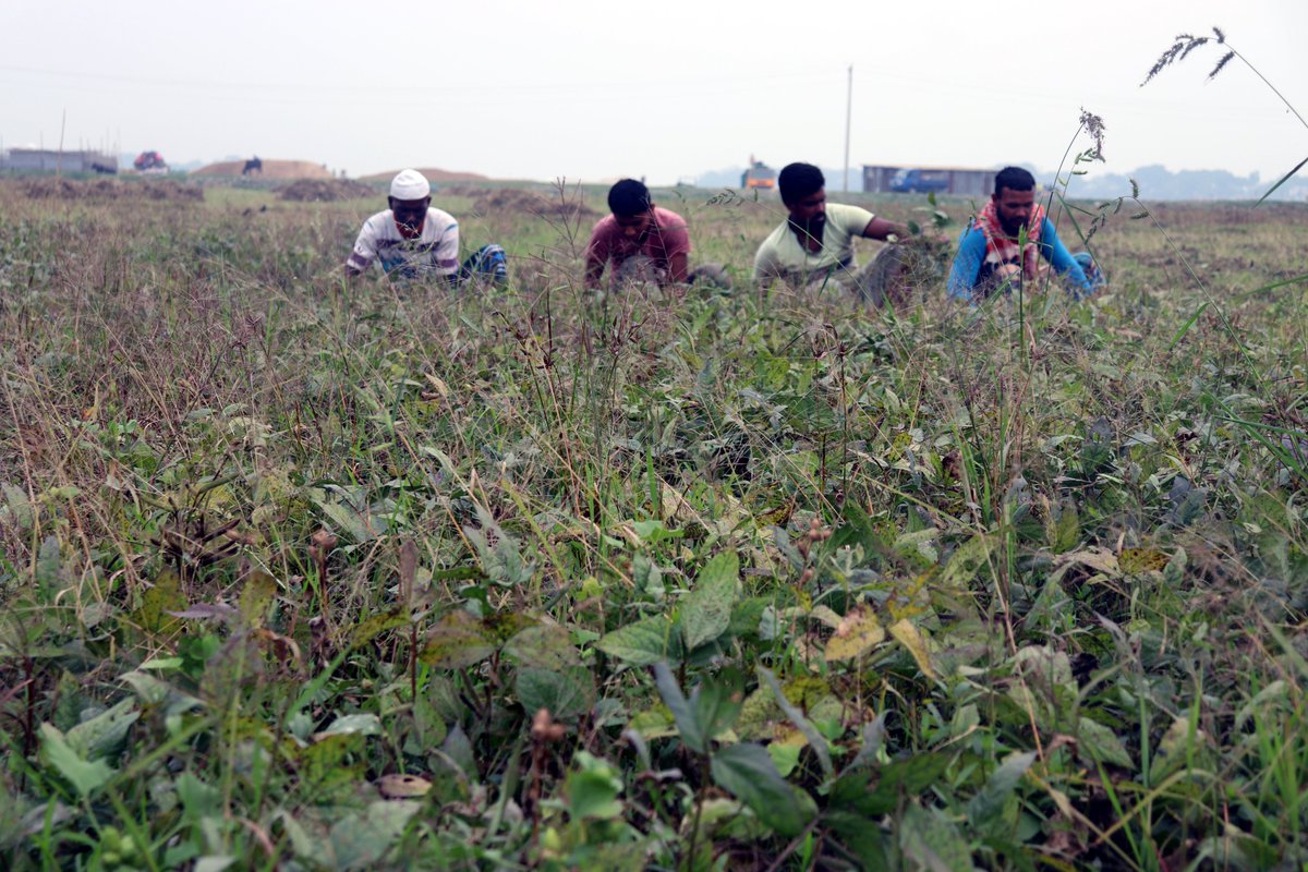 C_SUCSeS's tweet image. Transformative change in #Haor, Bangladesh!Thanks to C-SUCSeS Project, BARI introduced cultivating Black Gram without tillage and fertilizer, providing Haor farmers like Kutubuddin the chance for an extra income. from now, Kutubuddin aims to grow 120,000 BDT, every year!