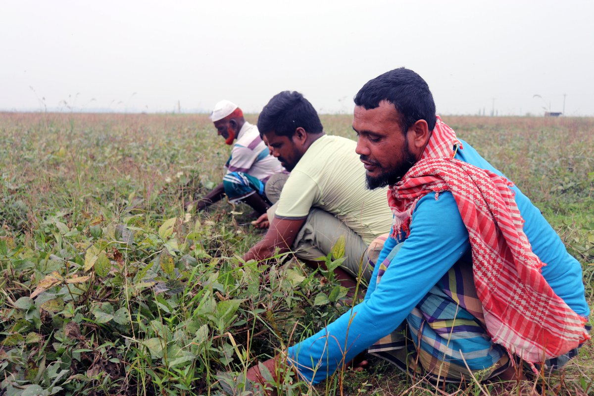 C_SUCSeS's tweet image. Transformative change in #Haor, Bangladesh!Thanks to C-SUCSeS Project, BARI introduced cultivating Black Gram without tillage and fertilizer, providing Haor farmers like Kutubuddin the chance for an extra income. from now, Kutubuddin aims to grow 120,000 BDT, every year!