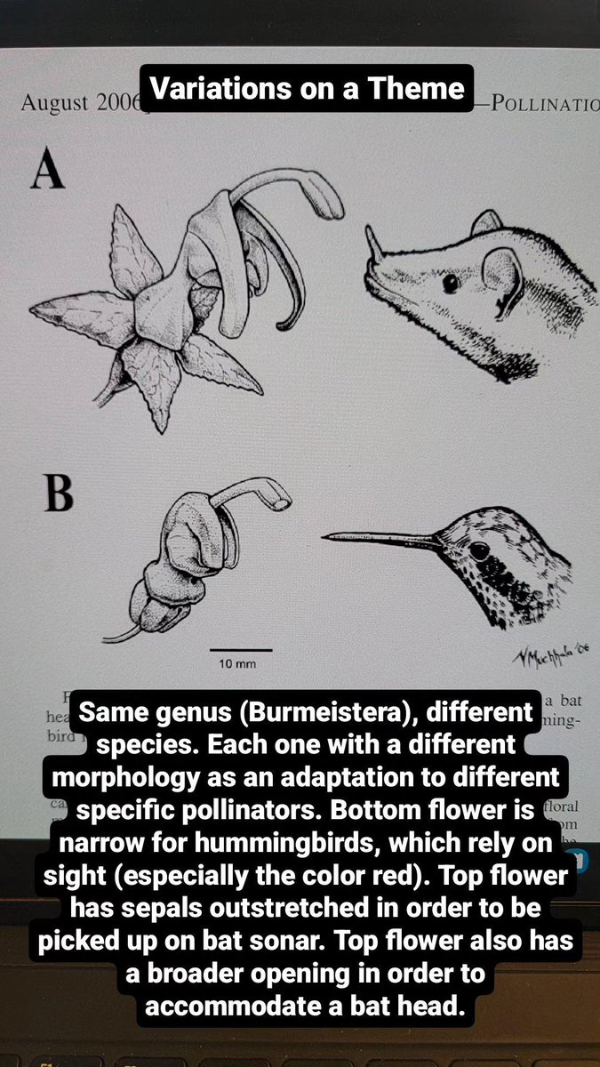 Variations (species) on a theme (genus).