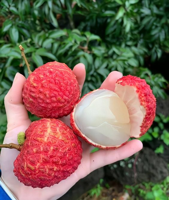 Lychee