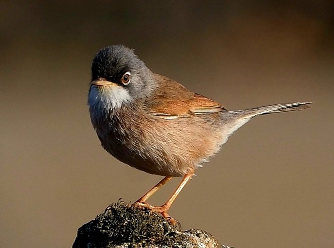 Spectacled Warbler in Villaverde, Fuerteventura. Great island!