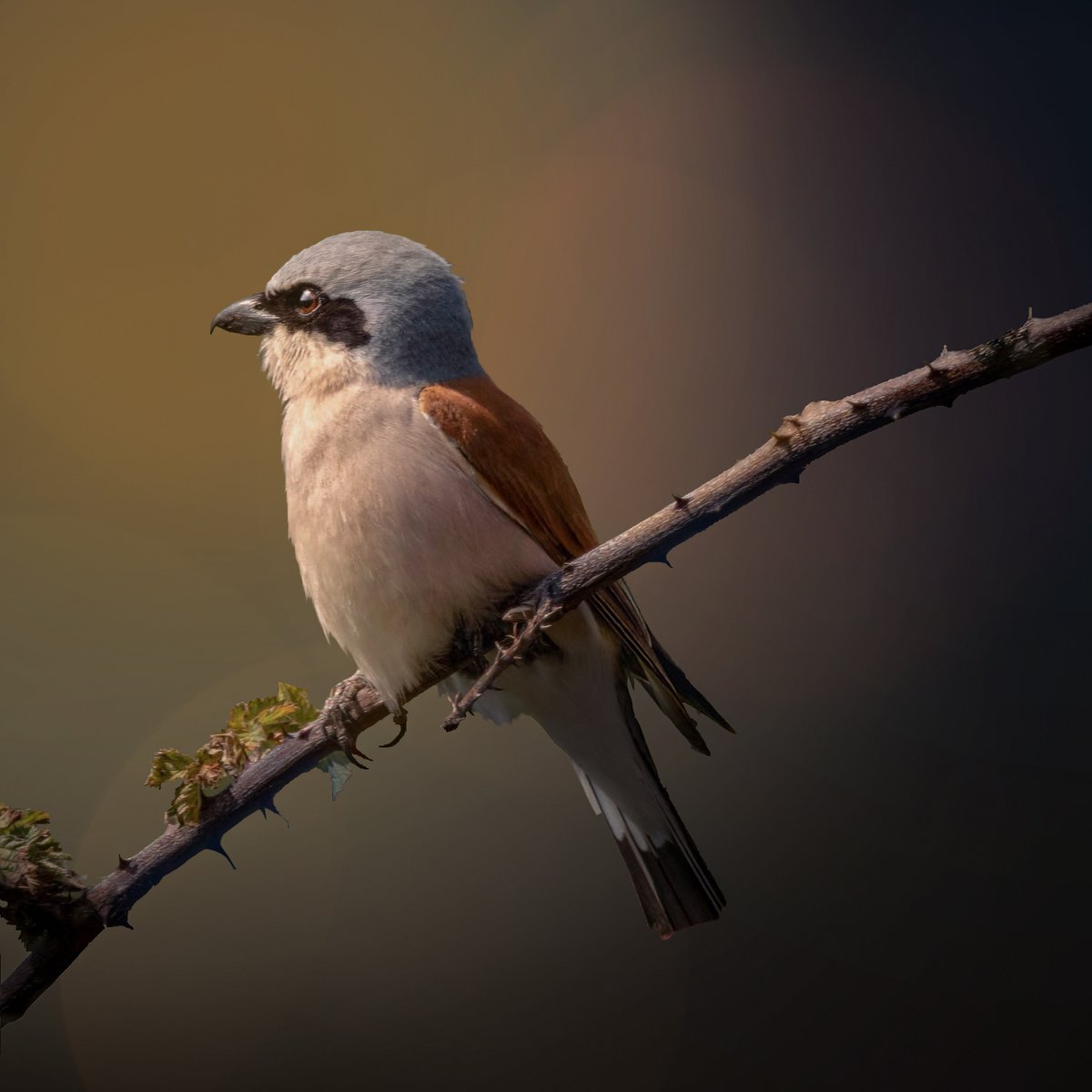 🤩Een prachtige foto van deze vogel! ✨De vogel is mooi scherp en de compositie zorgt voor een sterk beeld.💥
Gefeliciteerd Pindaklaas met deze Foto van de Dag!🏆

Bekijk meer mooie foto's op: zoom.nl/profiel/pindak…
