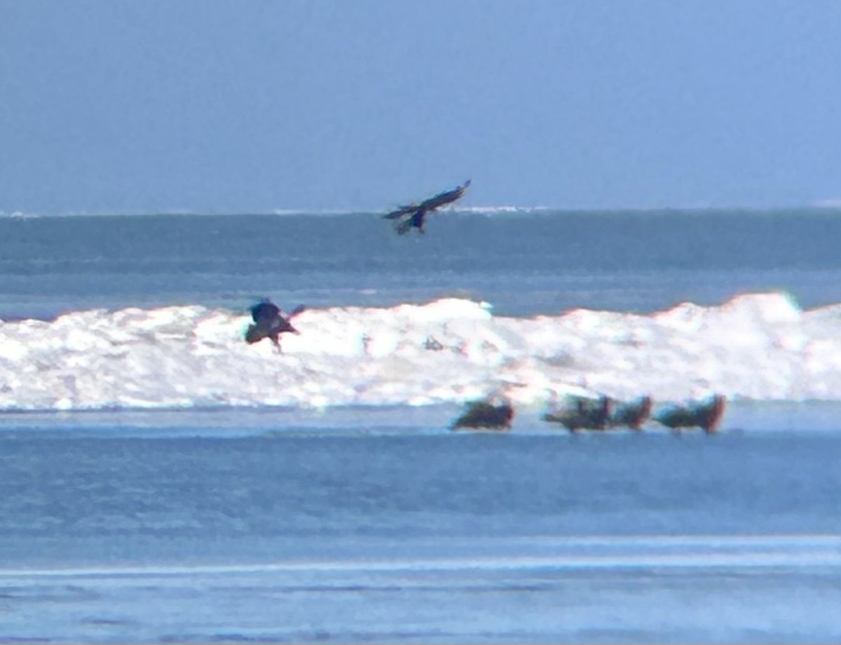 iansinclair86's tweet image. Flock of approx. a dozen Bald Eagles 🦅 on the ice off the west shore of Pelee Island