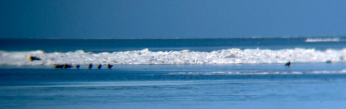 iansinclair86's tweet image. Flock of approx. a dozen Bald Eagles 🦅 on the ice off the west shore of Pelee Island