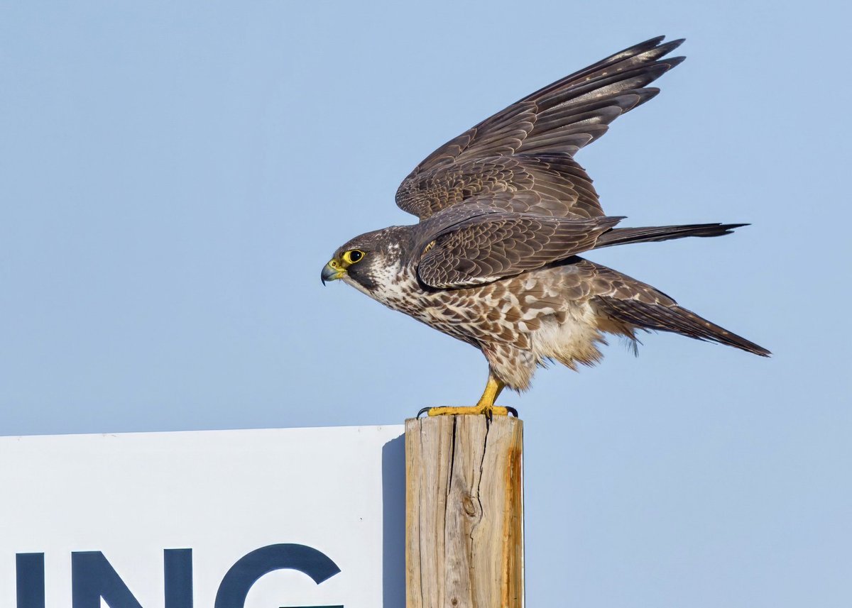 The world’s fastest creature lives in Queens. #PeregrineFalcon