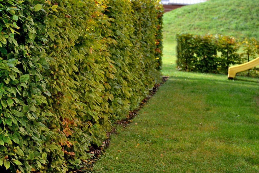 A social scientist recently found homes with trees and generally preferred to those without and can increase the value of your property by 7-15%.

connectingtonature.ie/collections/na…

#irishtrees #irishgarden #irishhedge #hedgerows