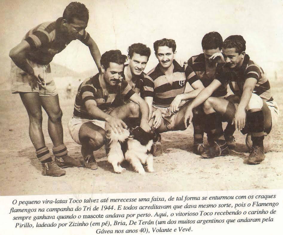 Cachorros em Campo tweet media