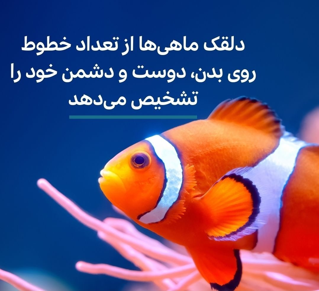 Samira Alampanah | سمیرا عالم‌پناه (@samiraalampanah)  X