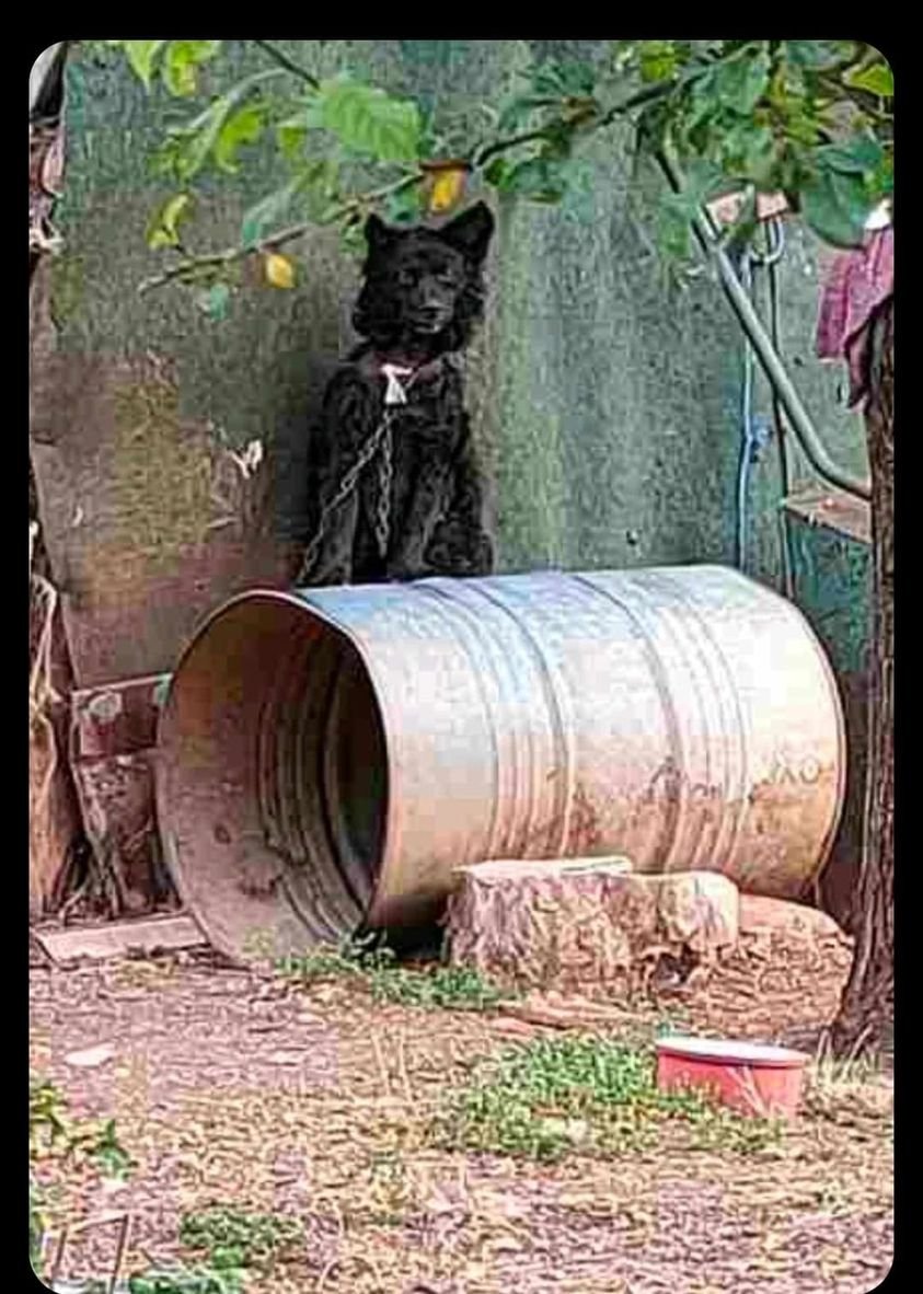 Forgotten Paws tweet media
