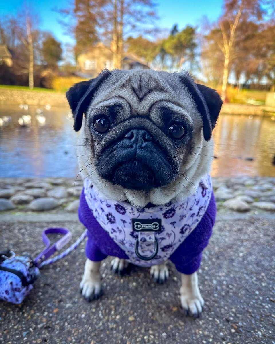 pugclub1's tweet photo. cookiethepug.2021 Happy Wednesday friends ππ harness - @pugclub1 - launching this Sunday π Fleece - #cookiethepug #rpoochsquad #puglover #prettypug #fawnpug #pugoftheday #puglover #puglife https://t.co/lRU0cOF2d0