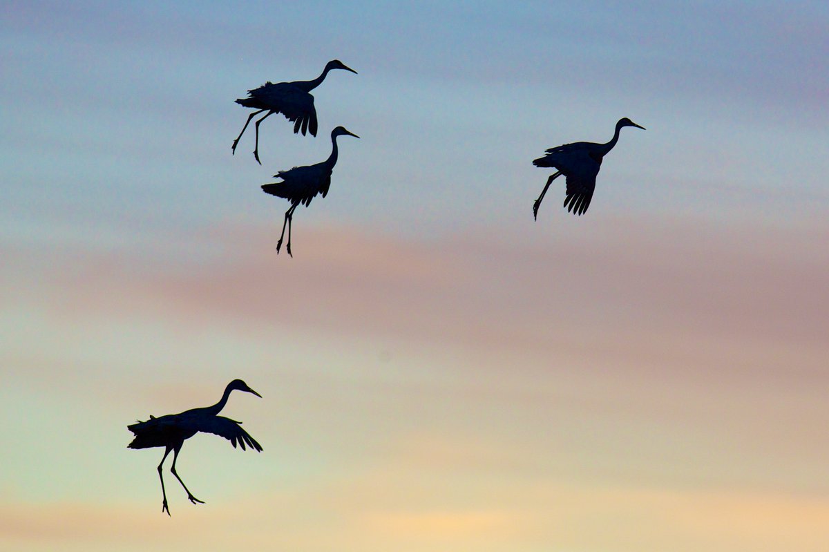 'We will not apologize for our witchy ways.' - spooky cranes