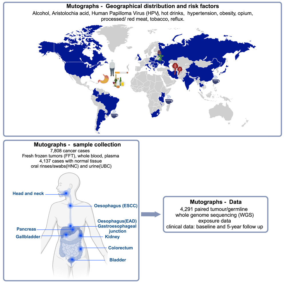 Nicolas Robine (@notsojunkdna) on Twitter photo The Mutographs biorepository: A unique genomic resource to study cancer around the world
cell.com/cell-genomics/…
<a href="/IARCWHO/">IARC</a> <a href="/sangerinstitute/">Wellcome Sanger Institute</a> <a href="/CancerGrand/">Cancer Grand Challenges</a> <a href="/CellGenomics/">Cell Genomics</a> The Mutographs biorepository: A unique genomic resource to study cancer around the world
cell.com/cell-genomics/…
<a href="/IARCWHO/">IARC</a> <a href="/sangerinstitute/">Wellcome Sanger Institute</a> <a href="/CancerGrand/">Cancer Grand Challenges</a> <a href="/CellGenomics/">Cell Genomics</a>