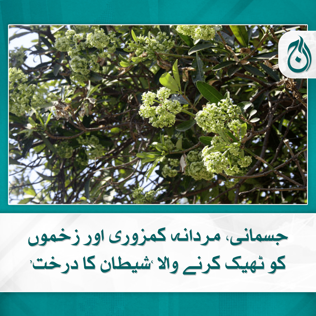 Aaj_Urdu's tweet photo. اسے ”شیطان کا درخت“ کیوں کہا جاتا ہے؟

مزید پڑھیے 🔗 https://t.co/C9ESS5Tm80

#AajNews #Devilstree #Blackboardtree #Health https://t.co/V9UXksDOP7