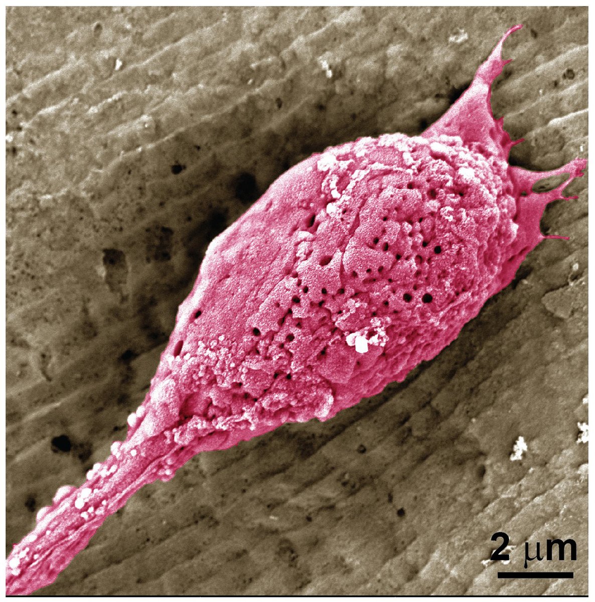 Researchers used a non-allergenic #wheat protein to grow a more realistic cultivated #meat, according to @ACSBiomaterials: brnw.ch/21wGJE4 @tuftscellag @ACSPublications #Research #Chemistry