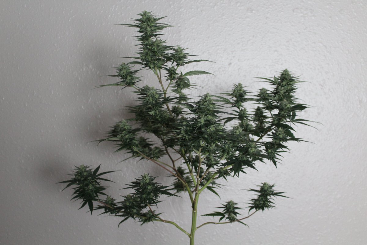 VigGrows's tweet photo. train - Purple Star Killer 
Breeder - Blimburn 
Cyco Nutrients
Light - HLG 650
#hlg #cyconutrients #blimburnseedsbank https://t.co/BJyfhcRHCB