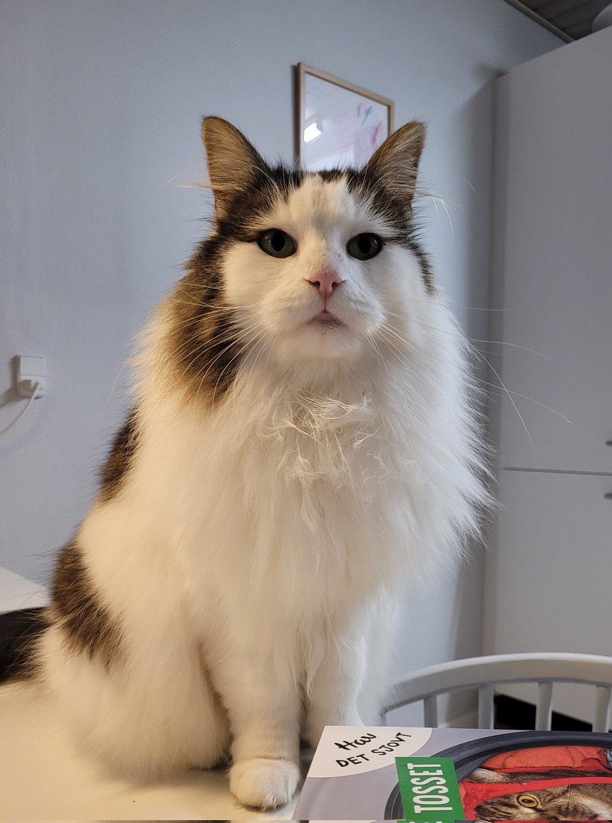 fluffy Proppy tweet media