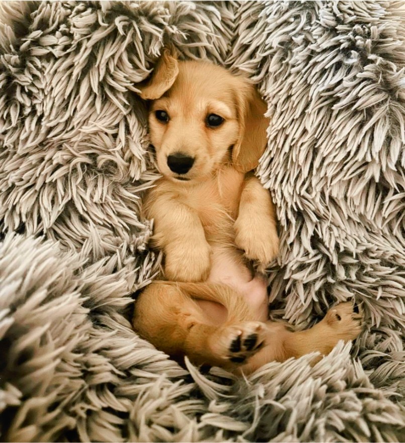 Too-Cute-Tuesday alert!️

This miniature weenie dog is all bundled up and ready to take on this chilly Tuesday in Atlanta! 🌬️🧣

Let's all stay warm out there and keep spreading those good vibes! 😊💕
🐾Enzo

#TooCuteTuesday #BundledUp #ChillyTuesday #AtlantaPets #StayWarm