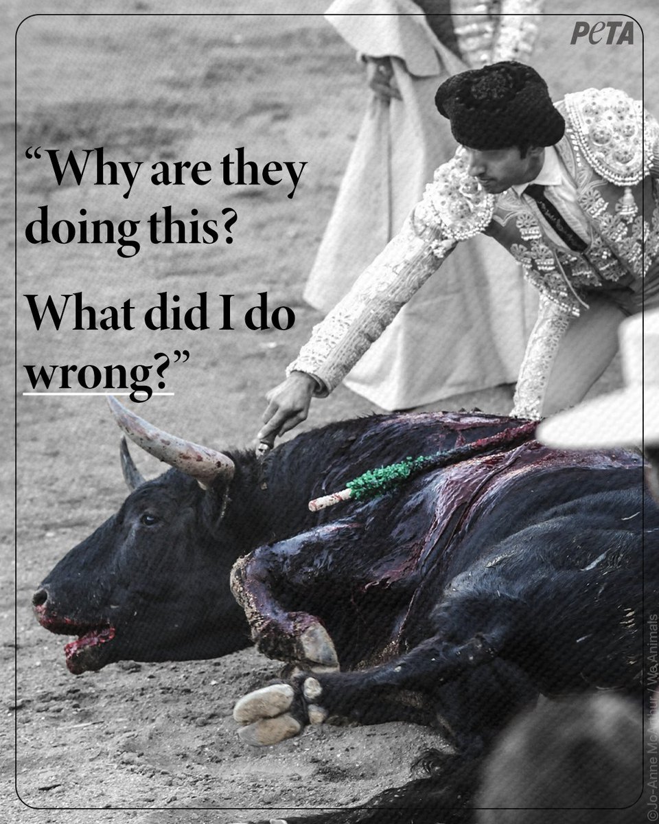 peta tweet picture