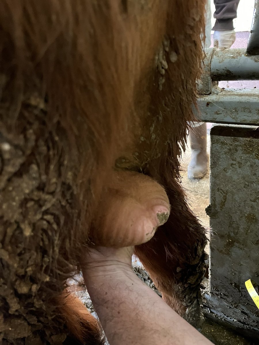 kacie_mccarthy's tweet photo. Worked yearling bulls on study this morning and had a couple with frostbite damage to the testes. Friendly reminder to check bulls before breeding season in case there’s scabs. Read more at link below #unlbeef
https://t.co/4us9ux5b4P https://t.co/LcCLfKgFCZ
