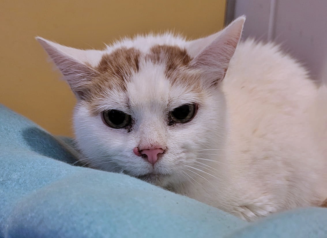 SosAbuelos1's tweet photo. #Bizkaia
La mami de este pequeño de + de 10 añitos, ha fallecido, era una señora mayor y no tiene familia.

El gatito está muy triste y asustado. Necesita una casa de acogida urgente donde le den muchos mimos.

(Iremos actualizando información)

Está en Barakaldo
informatica.lagunak.barakaldo@gmail.com

@lagunakbarakald