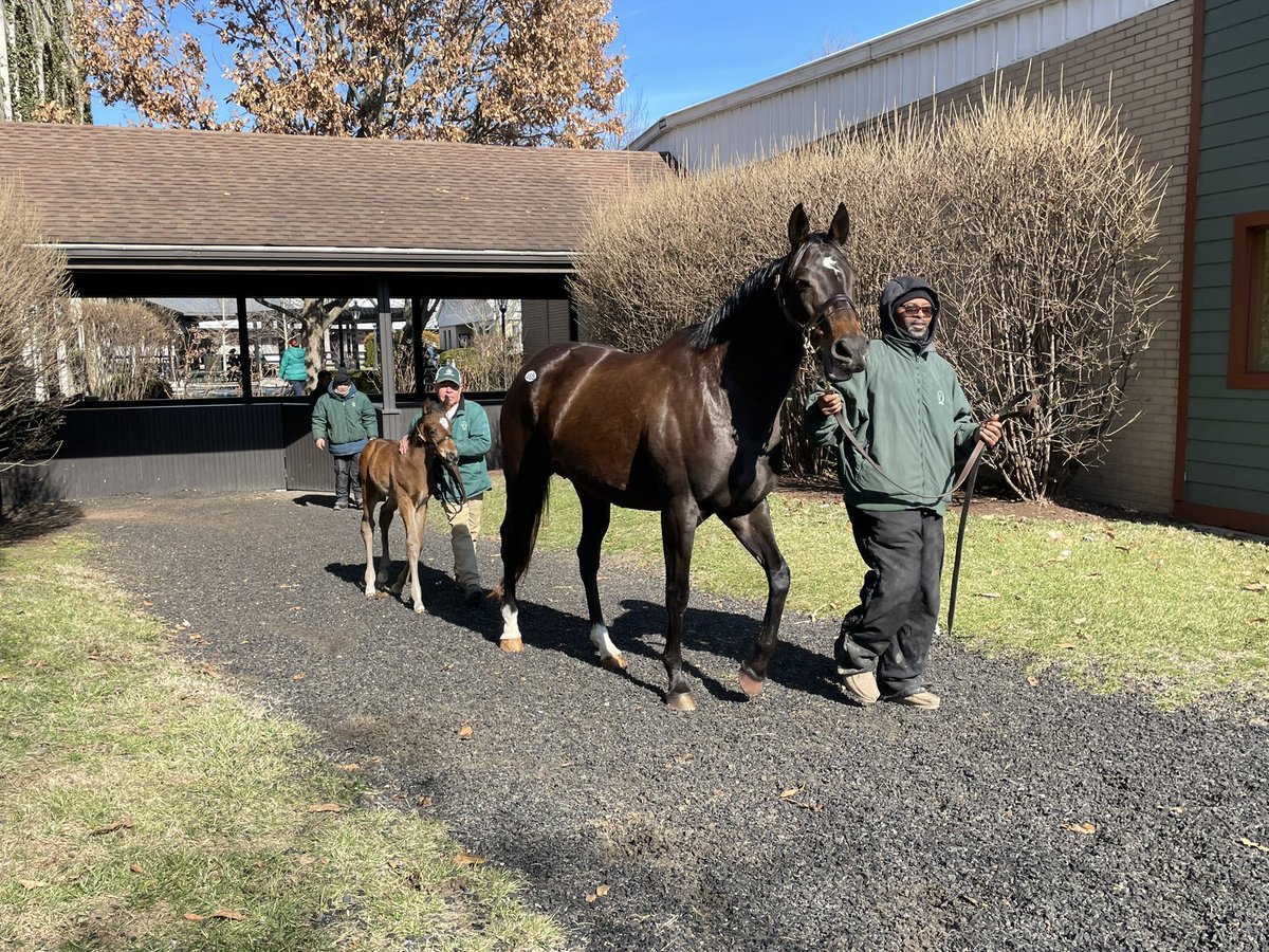 DRFRusso's tweet photo. Loving Lorraine, half to GSW millionaire Mister Marti Gras, leads her colt by Jimmy Creed out of the #FTFeb pavilion. Colt was born 1/28. https://t.co/uJK4ec784k