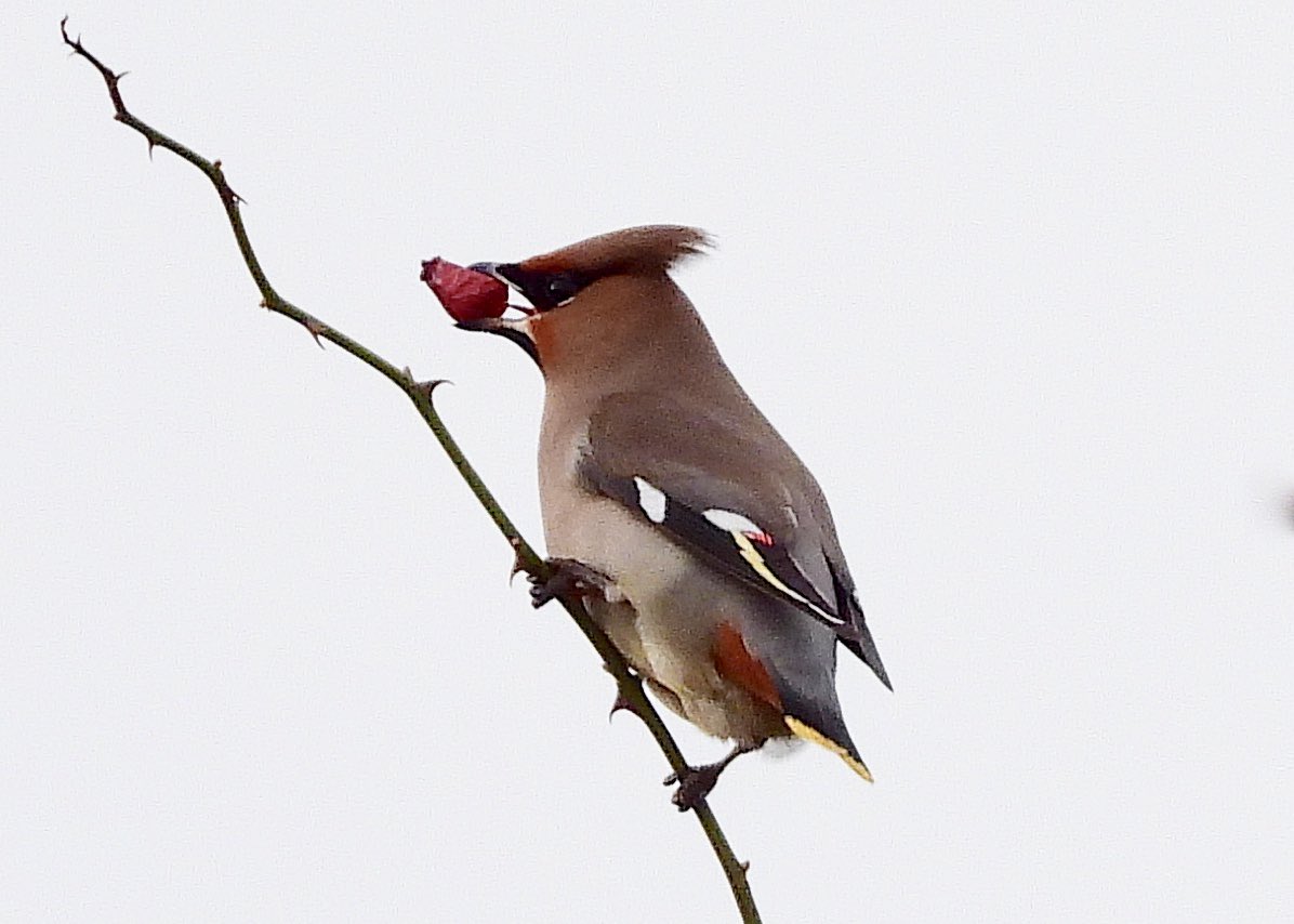 Single waxwing at Coatham Marsh ( Warrenby end) this afternoon @teesbirds1 @teeswildlife @nybirdnews @DurhamBirdClub