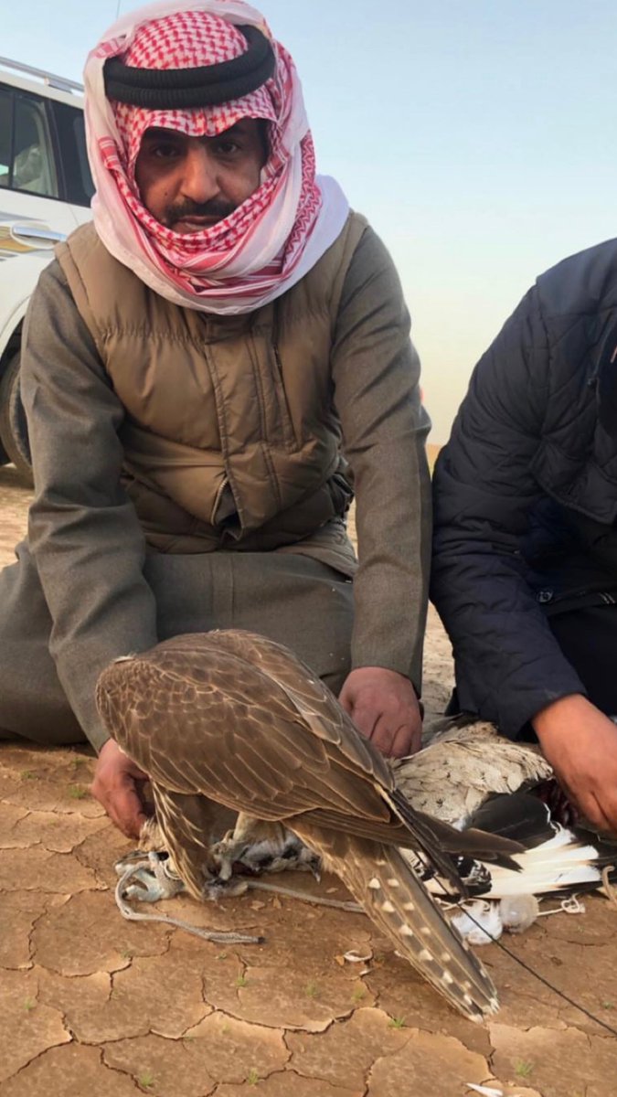 سلمان شاهر ثنيان الشمري tweet media