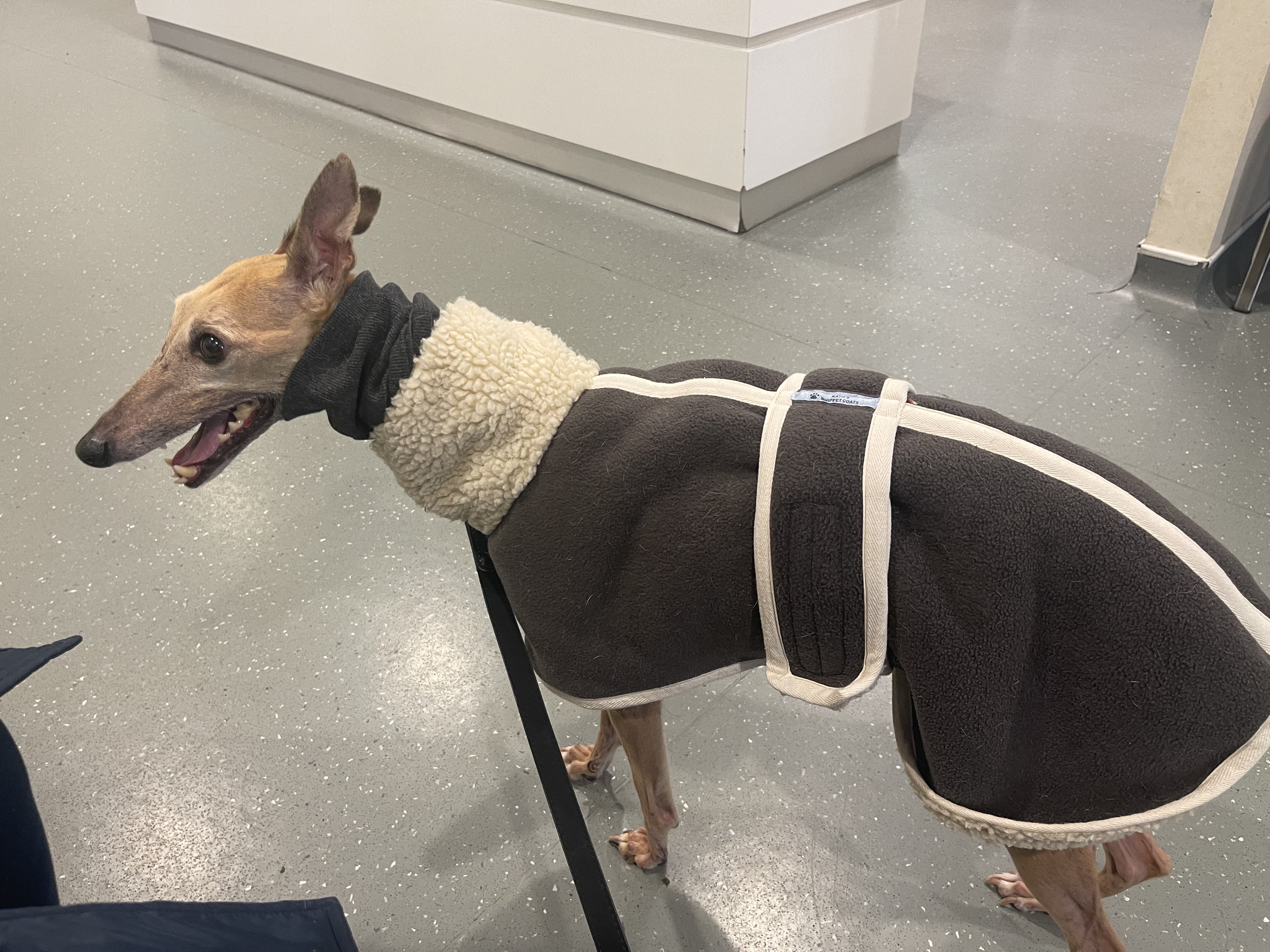 Kaths whippet cheap coats