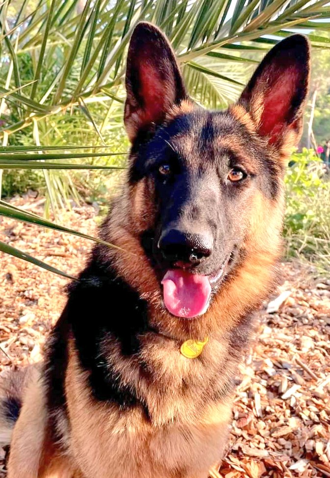 animalsmaresme's tweet photo. Gos perdut a #Llavaneres. Es diu BONNY, si el veus > 698 998 025 #XarxaBarcelonaPerduts #gràcies #maresme https://t.co/3dKqOBMHBd