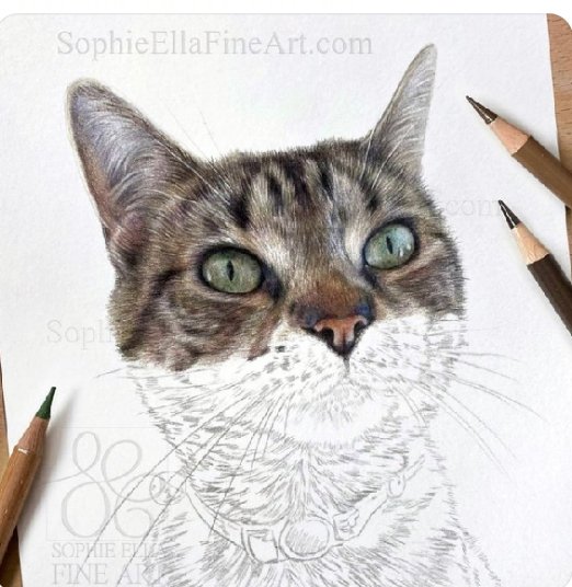 The most beautiful cat artwork