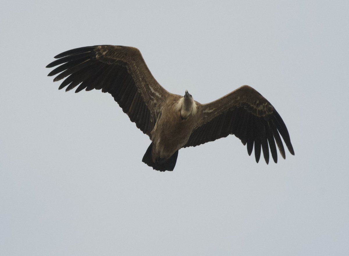 BlackmanRuss's tweet photo. Good start to the holiday seeing Griffon Vulture. 500+ Common Crane as well as lots of White Stork. https://t.co/BKCz4d4wD2