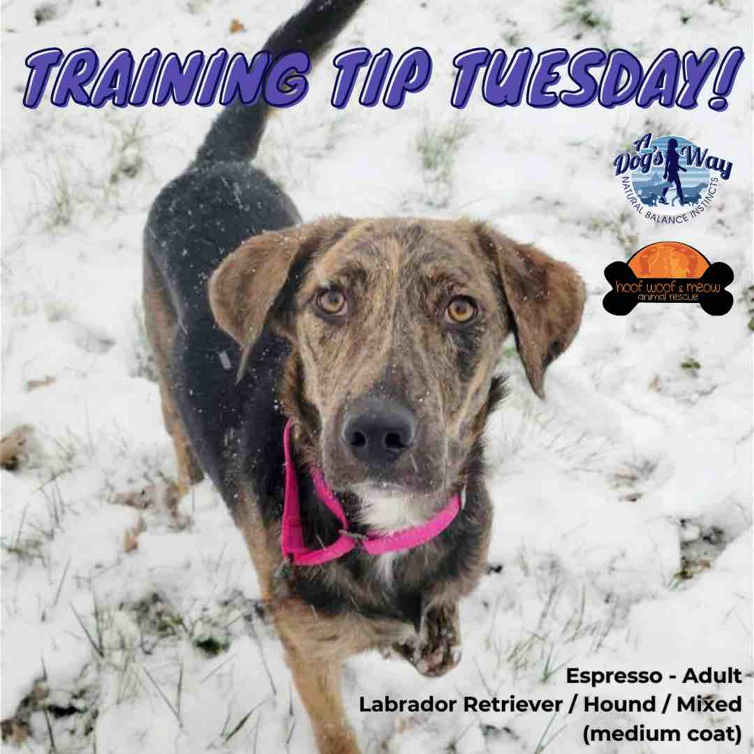 Today’s #TrainingTipTuesday is brought you by Espresso!☕️🐾 

If dogs are not receiving the correct amount of physical exercise, mental stimulation and leadership, they can try to escape because they are overwhelmed with anxiety, energy and  boredom. 

adogswaynbi.com