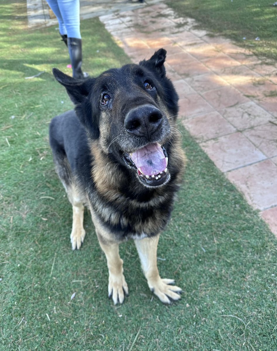 dog_rates's tweet image. This is Lionel, one of Doug's Buds! He arrived at Lancaster Animal Shelter in LA in early January. He is 11 years old and has a very endearing wonky left ear. We are covering his adoption fee for anyone who would like to take him home ❤️

animalcare.lacounty.gov/view-our-anima…
