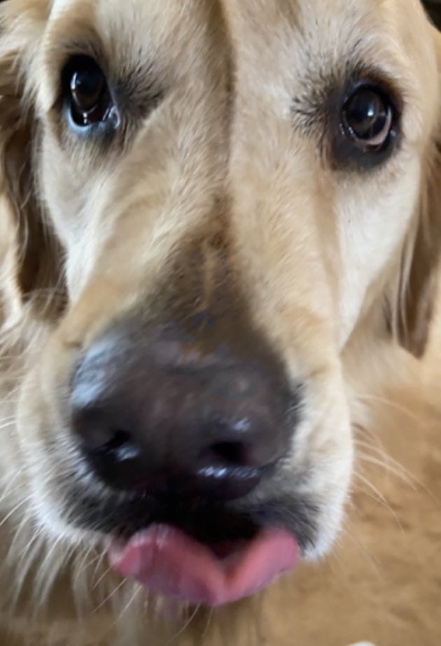 Happy #tongueouttuesday Everyone! It is a good day around my home. I hope it is a great day at your homes, as well. My photographer did not start out thinking she was taking a closeup - but I am fast. Thanks for being my friends.