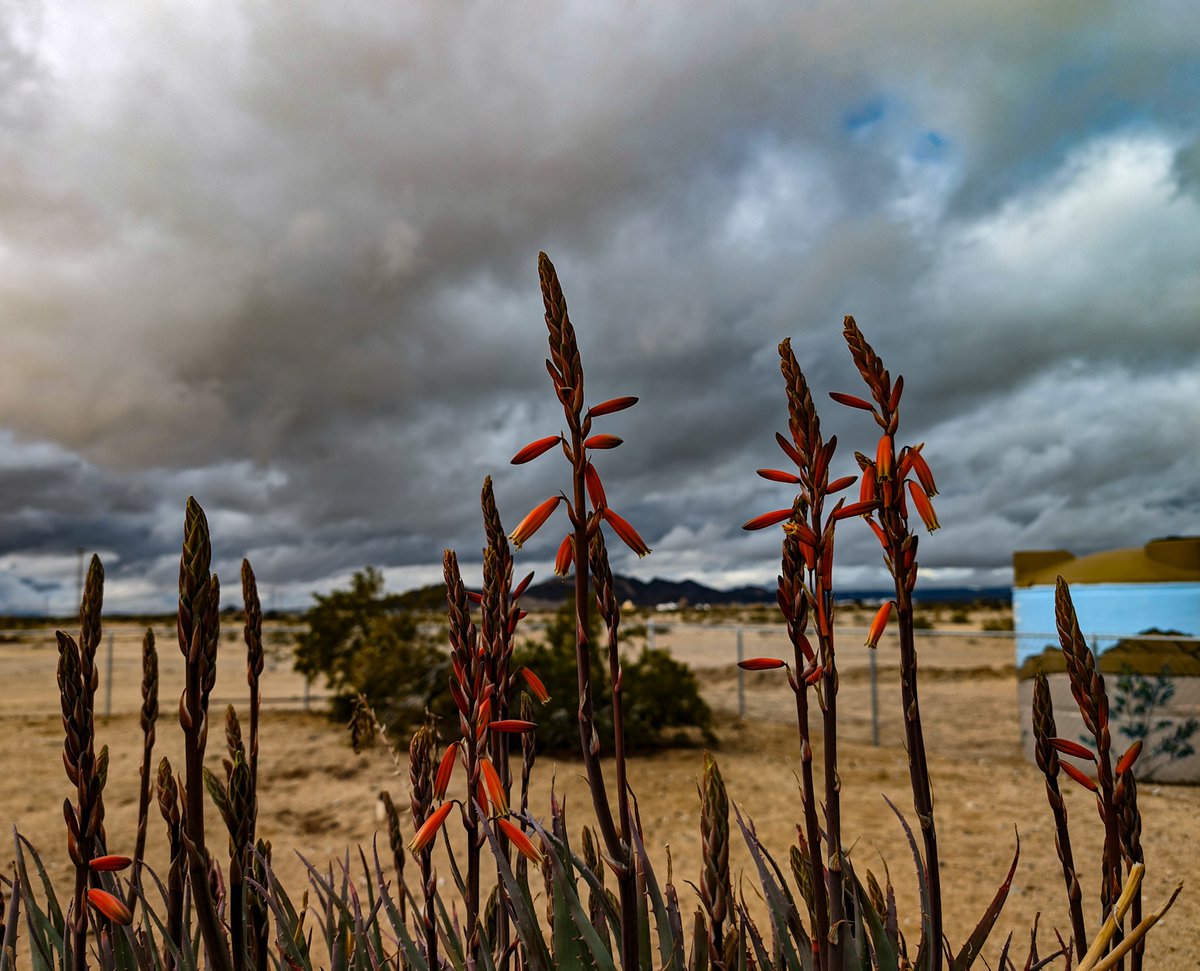 The rains seem over and the already blooming blue aloe seems to have enjoyed the moisture. #earlyspring #Californiastorms