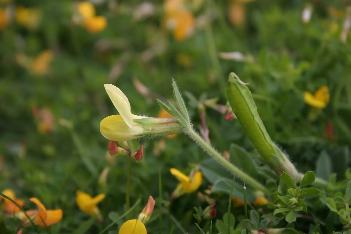 Happy #LunarNewYear! It's the start of #YearoftheDragon so check out this map to help you find Dragon's-teeth at locations across England: plantatlas2020.org/atlas/2cd4p9h.… This dragon is a plant so it's on our #PlantAtlas2020 website😉 #ItWontBiteYou Pix ©️Dr. Chris Gibson @chrismothman1