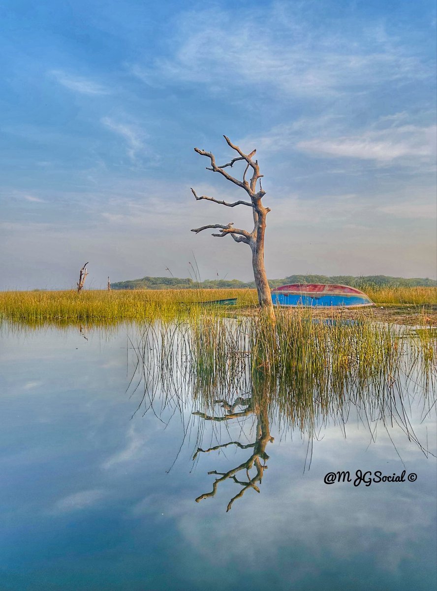 #reflection 
#waterandtrees #nalsarovarbirdsanctuary 

#tree #treephotography #treelovers #treesofinstagram 
#nature #naturelovers #naturephotography #naturelover #mobilephotography 

#travel #travelgram #traveler 
#gujarat #gujarattourism 

#travelwithmjg #mjgsocial @mjgTweets