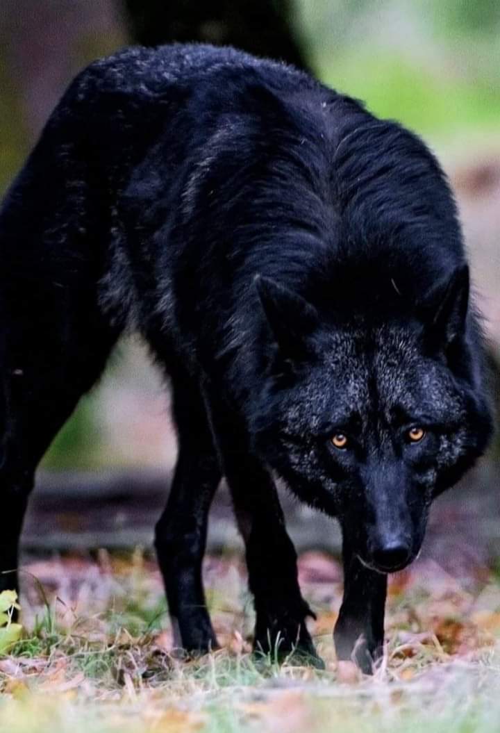 This is lооking so beautiful 🐺🐺
.
.
.
.
#bestphotochallenge
#BestPhotographyChallengeio
#picturechallenge
#wildanimal
#animals
#photo
#challenge
#photographychallenge
#picture
#picoftheday
#photographer
#photoshoot
#photochallenge
#photoeditingchallengesstoday
#challenge