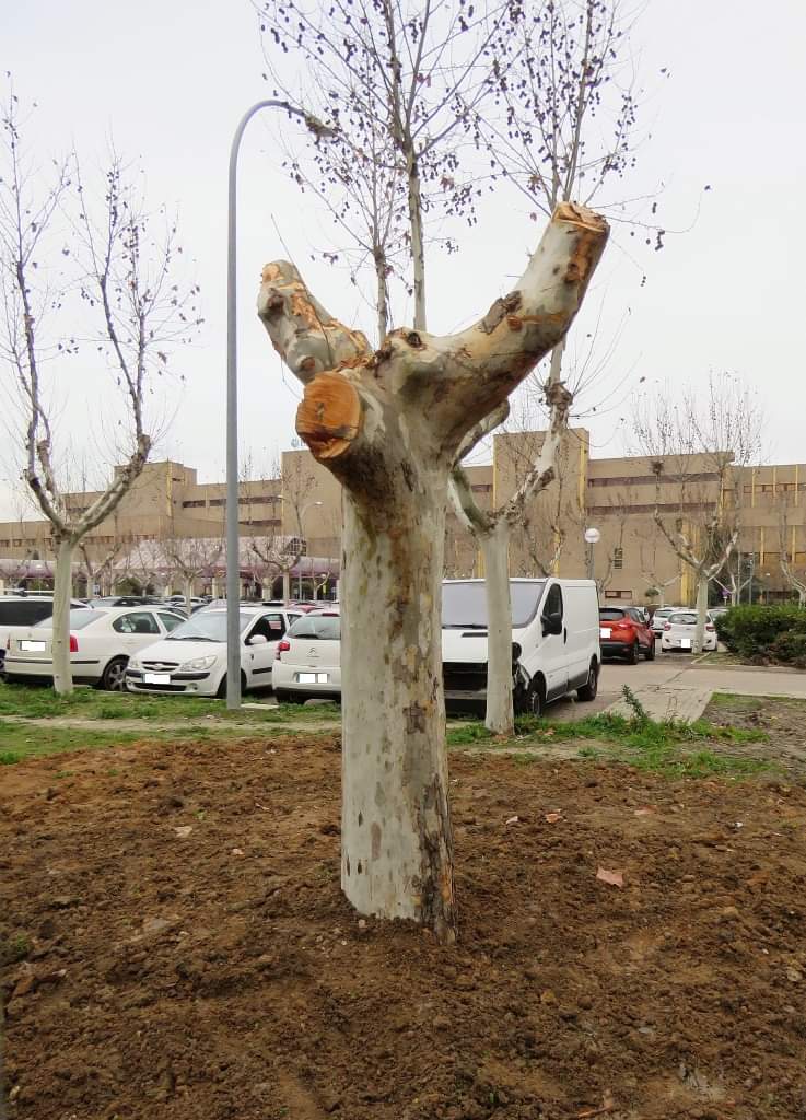 HectorMaeso's tweet photo. Otra muestra aberrante de cómo se gestiona el arbolado en Getafe
@acasmer @aytogetafe https://t.co/uigbz5C6gu