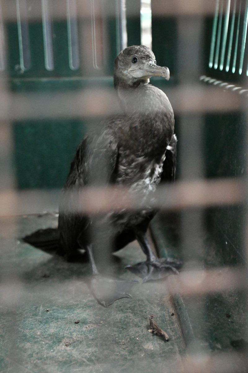 Por personal del área de Peligro Aviario y Fauna, fue rescatado un Pato Chancho (Nannopterum brasilianum), el cual se estrelló contra una de las paredes del Aeropuerto Internacional Augusto C. Sandino. 

#AmorAlaMadreTierra
#Biodiversidad 
#MARENA